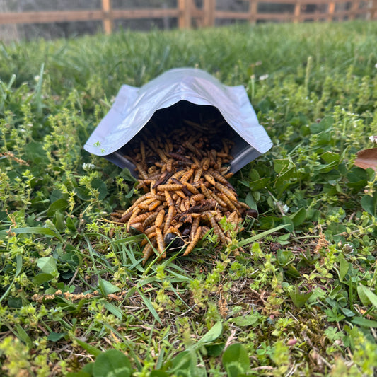 Bug Buffet